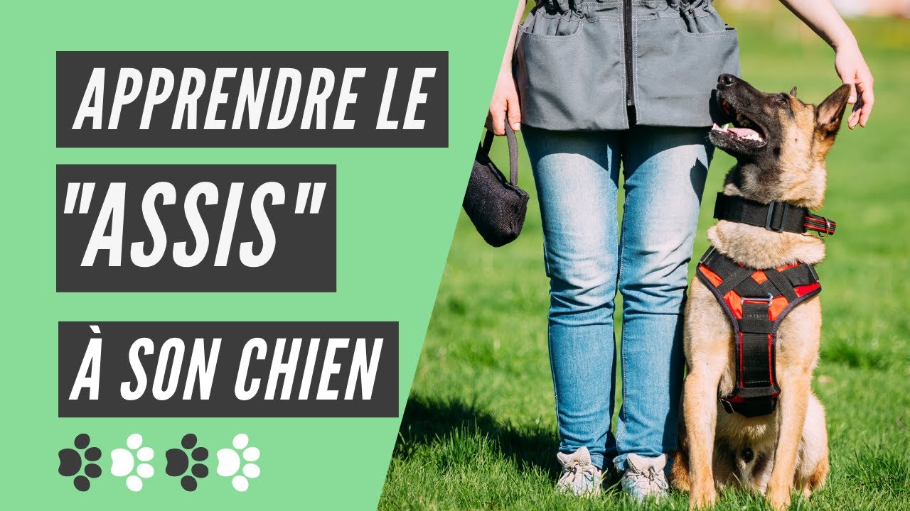 apprendre à son chien assis