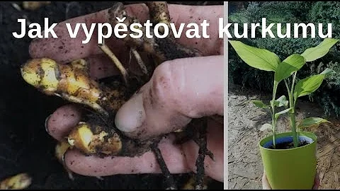 Jak pěstovat kurkuma doma?