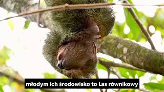 Leniwiec Leniwcowate Trójpalczaste (Bradypodidae)