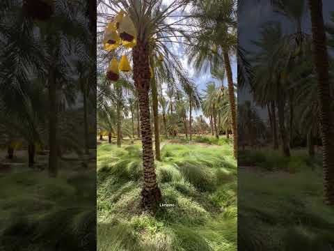 فرفار طولقة بسكرة  