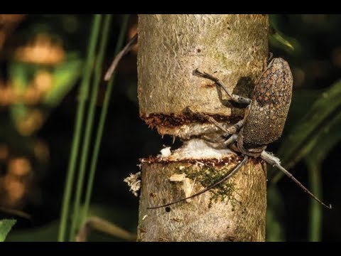 Vídeo: Como você mata besouros de casca de árvore?