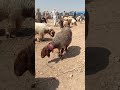 بيزار شريعان الحركة على المجنوي ممتازة ماشاء الله Youtube اكسبلور Youtubeshorts بيزار شريعان الحركة على المجنوي ممتازة ماشاء الله Youtube اكسبلور Youtubeshorts