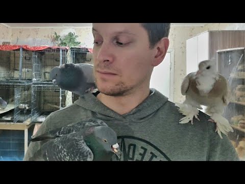 Русалка мужчина. Найти видео голубых. Американские моряки педерасты. Голубой пирог 2 парни идут вразнос фильм 2008. Картинки голубых парней.