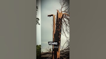 Scientists Discover Tree Using Lightning To Kill Its 