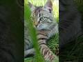 Воробей знает, что кот рядом