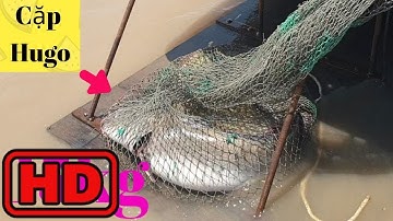 [TUE ANH MEDIA] Đi "CỒN SÒ" Bắt Cá Ngát & Cua Biển Khổng Lồ (Catch giant fish and crabs)
