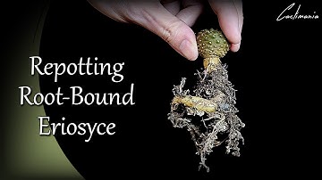 Repotting Root-Bound Eriosyce | #Cactus & #Succulent Collection