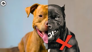 Pit Bulls: Exposed! Pitbull Dog Facts and Myths