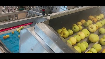 Raynbow Chlorophyll for sorting apples  | RAYTEC VISION SpA