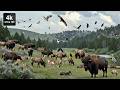 Relax in the Yellowstone National Park: Bison, Wapiti, Grizzly Bear, Gray Wolf (Cute Moments)