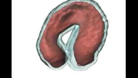 Longitudinal imaging of heart development with optical coherence tomography