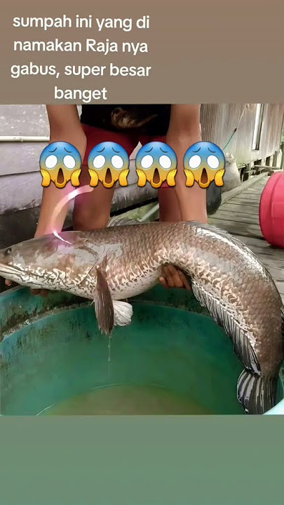 raja ikan gabus terbesar di dunia