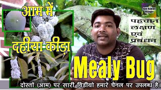 #Mealy Bug in Mango | simple solution of mealybugs treatment| milibug kaise hataye| remove mealy bug