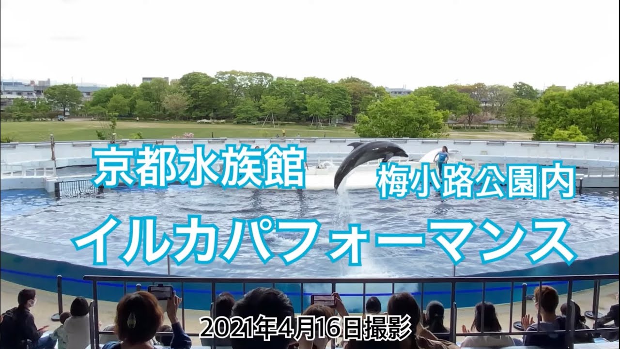 京都水族館 イルカショー ゆっくりご覧下さい 梅小路公園内 京都 梅小路京都西駅 京都水族館 館内は別動画をアップしています 21年4月16日撮影 京都観光 遊ぶ Youtube