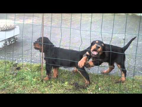 Gordon setter puppies