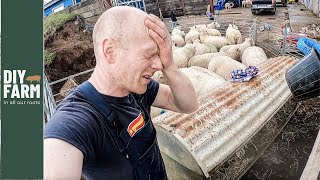 AN EXPENSIVE MISTAKE - Massive sheep fail!