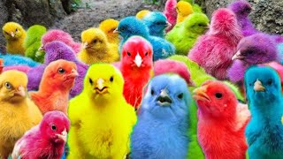 Tangkap Ayam Lucu, Ayam Warna Warni, Hewan Lucu * Cute Chickens,Colorful Chickens, Rainbows Chickens