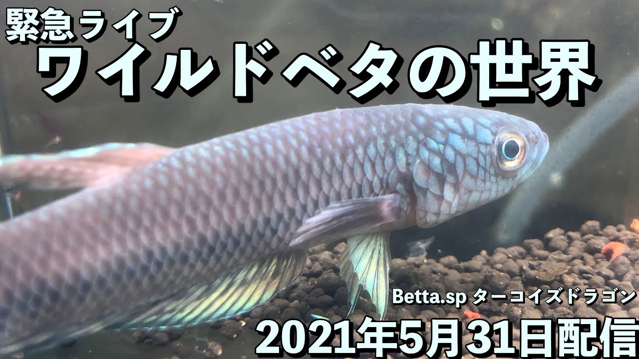 アクアリウム ワイルドベタの世界21年5月23日配信 Youtube