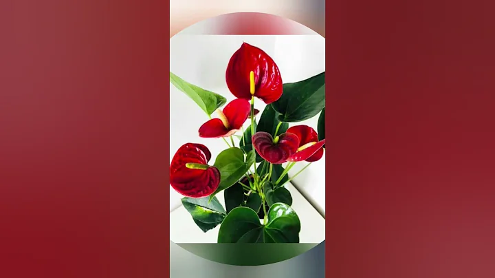 5 Best Beautiful Indoor Flowering Plants/Plants Which Grows Without Sunlight