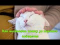 Как похвалить кошку за хорошее поведение How to praise a cat for good behavior