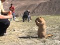 Himalayan Marmots