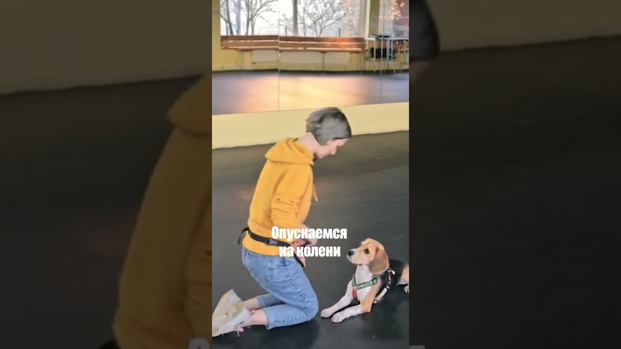 дрессировка собак для начинающих