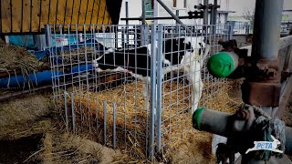 Mother Cow Cries Out to Newborn Calf All Day & Night