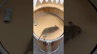 Tuzağa Düşmek/Elektriksiz, Masrafsız Sihir Gibi Çalışan Fare Kapanı