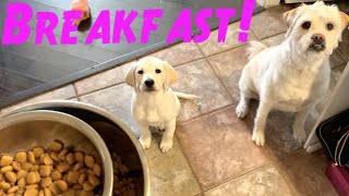 FEEDING MY LAB PUPPY BREAKFAST!