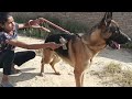 Big size german shepherd dog mohan pal dog trainer 7508699511