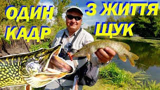 видео: Ця щука здивувала мене! Дуже неочікуваний кадр, в якому всі приголомшливі трюки виконуються наживо ) картинка: Ця щука здивувала мене! Дуже неочікуваний кадр, в якому всі приголомшливі трюки виконуються наживо )