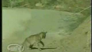 Famous Bobcat VS Snake !!!! Bobcat wins!!! Profile