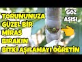 Altı Günde Tutan Göz Aşısı Nasıl Yapılır