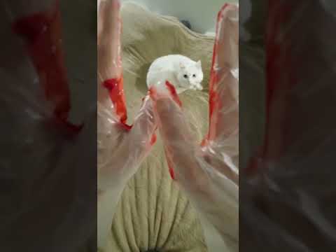 КОШКУ ПОКАРСИЛИ В РОЗОВЫЙ!