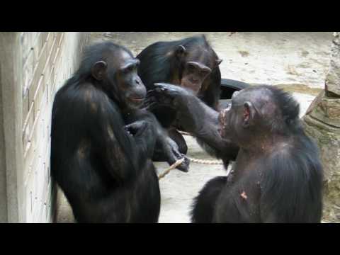 Video: Šimpanzė Nataša Nustebino Mokslininkus Savo Intelektu - Alternatyvus Vaizdas