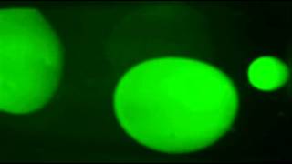 GreenLab - ECHOES FROM GREENLAND - LP 'Artificial Garden' -  VIDEO - 2012 Irma Rec.