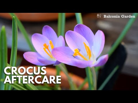 Video: Curing Crocus Bulbs - När ska man gräva upp krokuslökar för förvaring