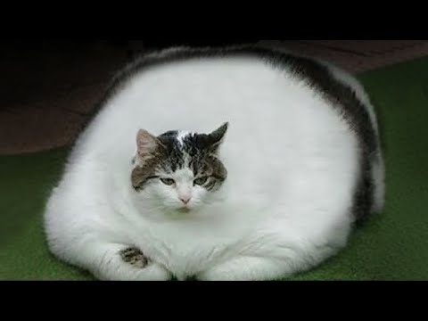あなたが存在するとは思わない最も太った動物