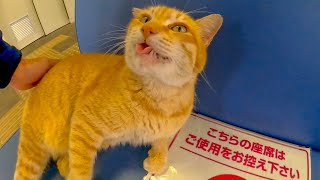 フェリー乗り場の待合室には猫がいて楽しい
