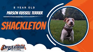 Best Parson Russell Terrier Dog Training | Shackleton | Dog Training in London