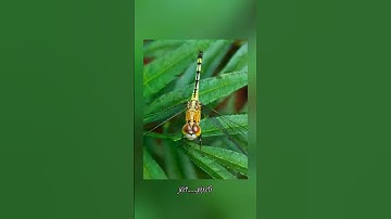 camera ❌ mobile ✅ improve your macro photography 📲 #smartphone #adcom #macrophotography