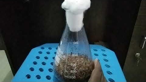 Biotechnology project solid state fermentation