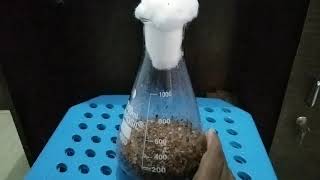 Biotechnology project solid state fermentation