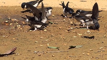 Swallow collecting mud to make its nest