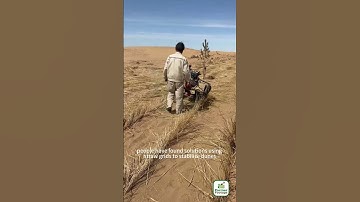 People are trying to plant green plants in the desert to stabilize sand dunes and reduce dust