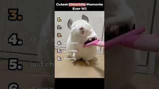 Cutest Chinchilla Moments Ever
