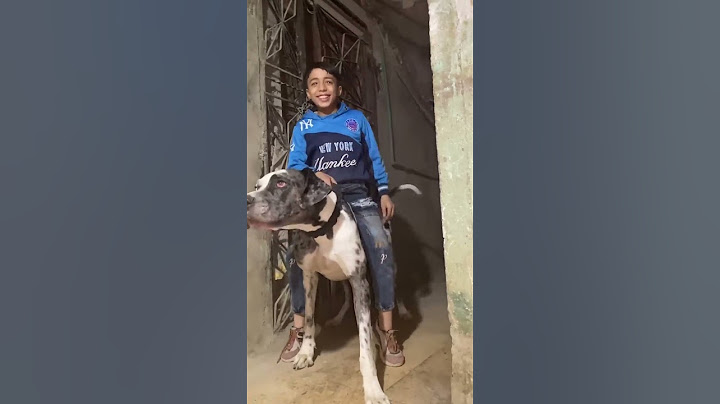 ركب علي الكلب فكرو حصان بس الكلب كان هيعضو 😂