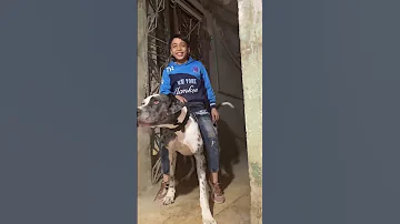ركب علي الكلب فكرو حصان بس الكلب كان هيعضو 