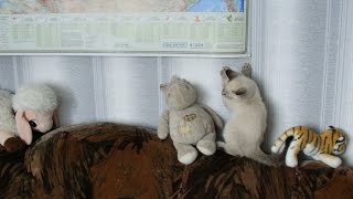 🐾 Сиамский Котенок 2.5 Месяца Обживает Новый Дом