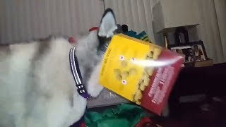 Husky Trying To Eat Cookies Gets Her Head Stuck In The Box